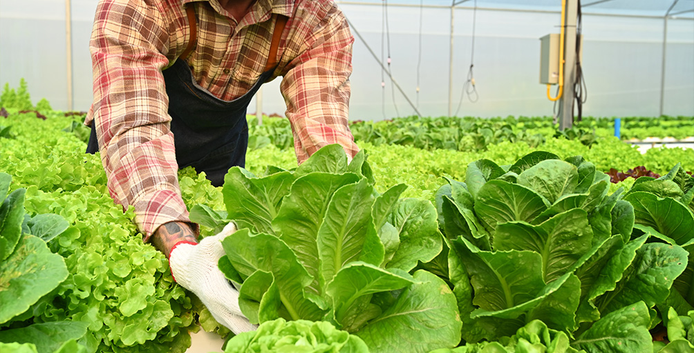 Agricultura Biológica Métodos de Produção