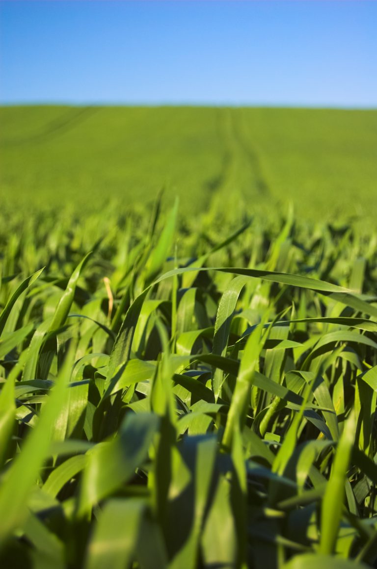 green-farm